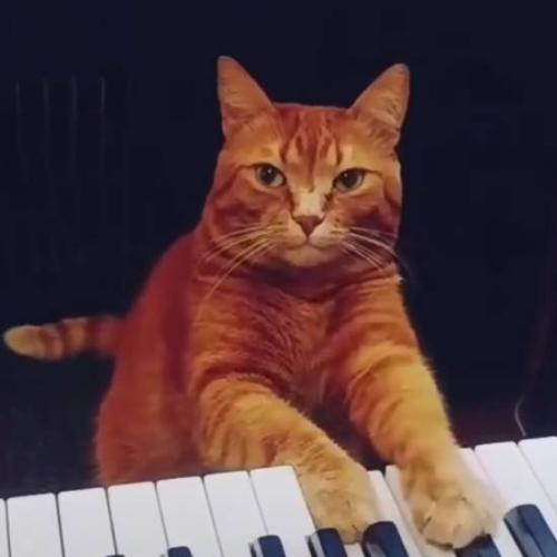 Музыкальный Кот