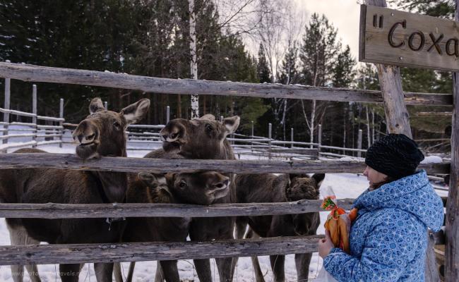 Фото 25. Сохатые в Доме лося «Сохатка». Привезите с собой гостинец для его обитателей. Интересные места в Челябинской области, куда можно съездить с детьми. Маршрут автомобильного путешествия на два дня. 1/640, -1.33, 4.0, 400, 31.