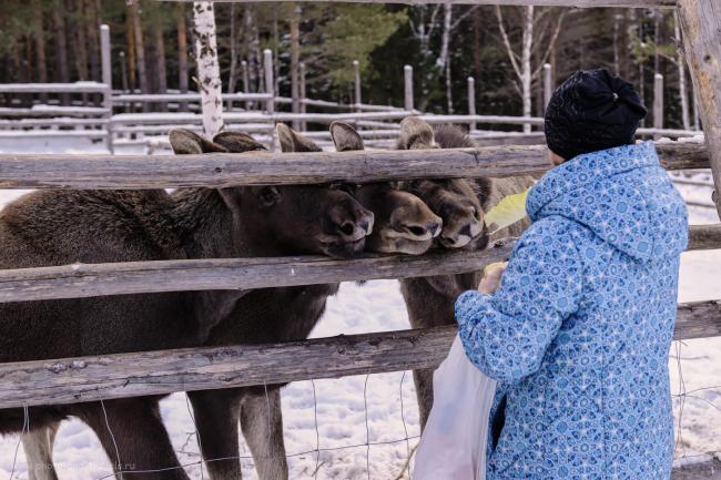 Фотография 26. Лоси в Челябинской области. Отзывы о поездке в парк «Зюраткуль». 1/1600, -1.0, 4.0, 400, 44.