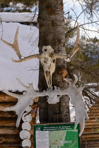 Фото 29. Рога лосей у одного из домиков на кордоне «У трех вершин» в национальном парке «Зюраткуль». Описание маршрута выходного дня для поездки по Челябинской области. 1/4000, -0.67, 280, 135.