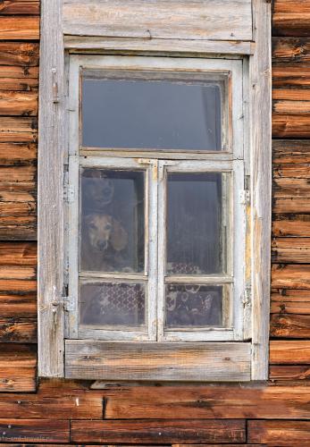 Фото 42. Бобик и Барбос просят тебя поделиться ссылкой на отчет о поездке по интересным местам Челябинской области в социальных сетях. Сделает, то, что они просят? 1/500, 4.0, 320, 240