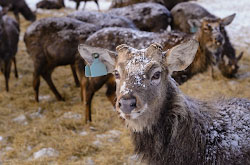 Na granitse Sverdlovskoi i CHeliabinskoi oblastei mozhno posetit oleniu fermu gde soderzhat okolo 600 golov blagorodnykh olenei.